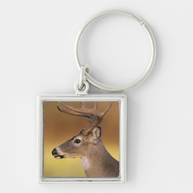 White-tailed Deer, Odocoileus virginianus, Key Ring (Front)
