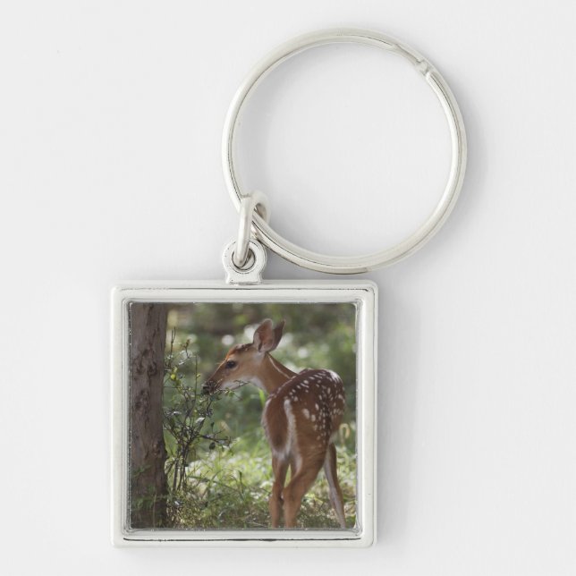 White-tailed Deer, Odocoileus virginianus Key Ring (Front)