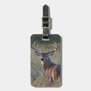 white-tailed deer Odocoileus virginianus Luggage Tag