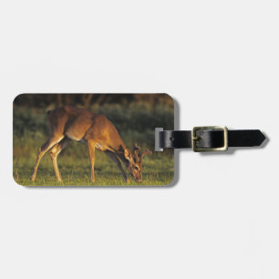 White-tailed Deer, Odocoileus virginianus Luggage Tag