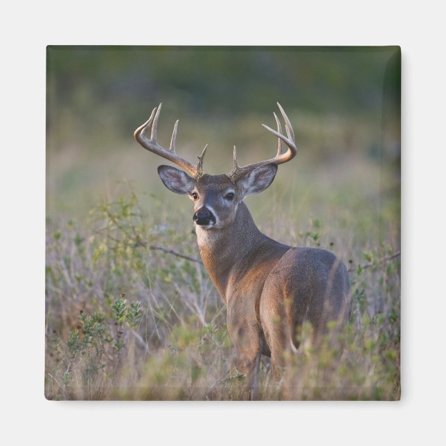 white-tailed deer Odocoileus virginianus Magnet (Front)