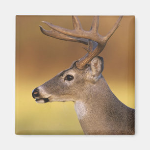 White-tailed Deer, Odocoileus virginianus, Magnet