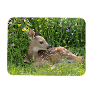 White-tailed deer (Odocoileus virginianus) Magnet