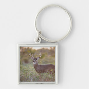 white-tailed deer (Odocoileus virginianus) male 2 Key Ring