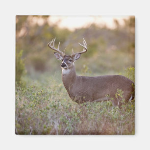 white-tailed deer (Odocoileus virginianus) male 2 Magnet