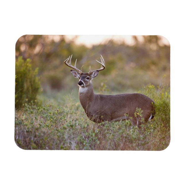 white-tailed deer (Odocoileus virginianus) male 2 Magnet (Horizontal)