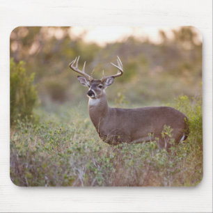 white-tailed deer (Odocoileus virginianus) male 2 Mouse Mat