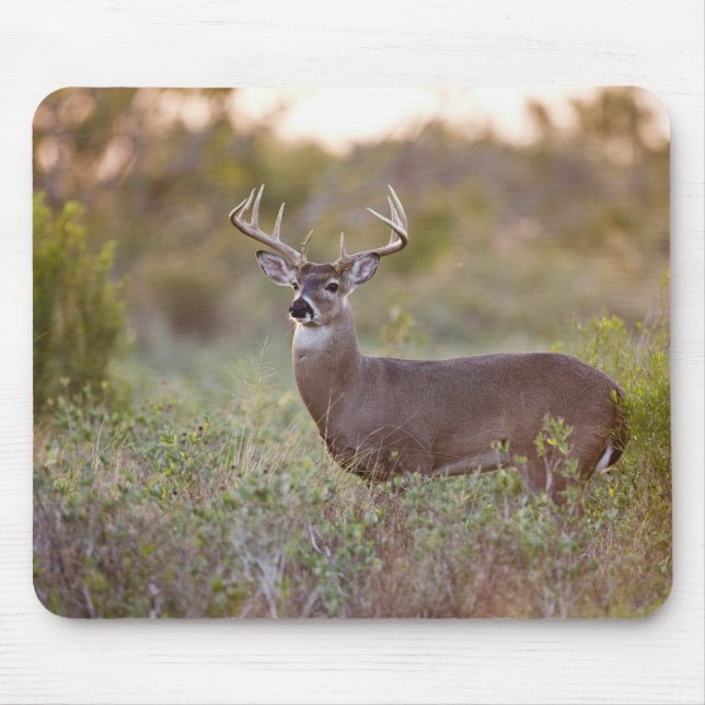 white-tailed deer (Odocoileus virginianus) male 2 Mouse Mat (Front)