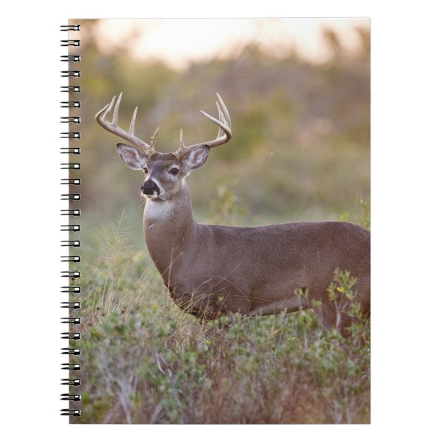 white-tailed deer (Odocoileus virginianus) male 2 Notebook (Front)