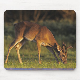 White-tailed Deer, Odocoileus virginianus Mouse Mat
