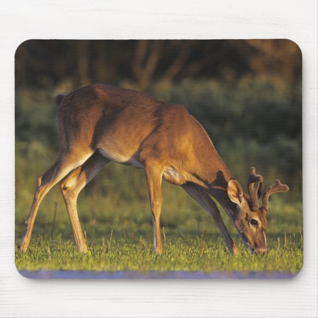 White-tailed Deer, Odocoileus virginianus Mouse Mat (Front)