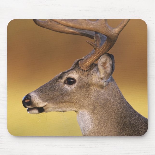 White-tailed Deer, Odocoileus virginianus, Mouse Mat (Front)