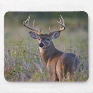 white-tailed deer Odocoileus virginianus Mouse Mat