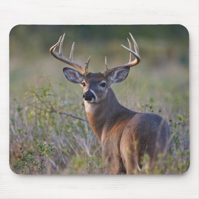 white-tailed deer Odocoileus virginianus Mouse Mat (Front)