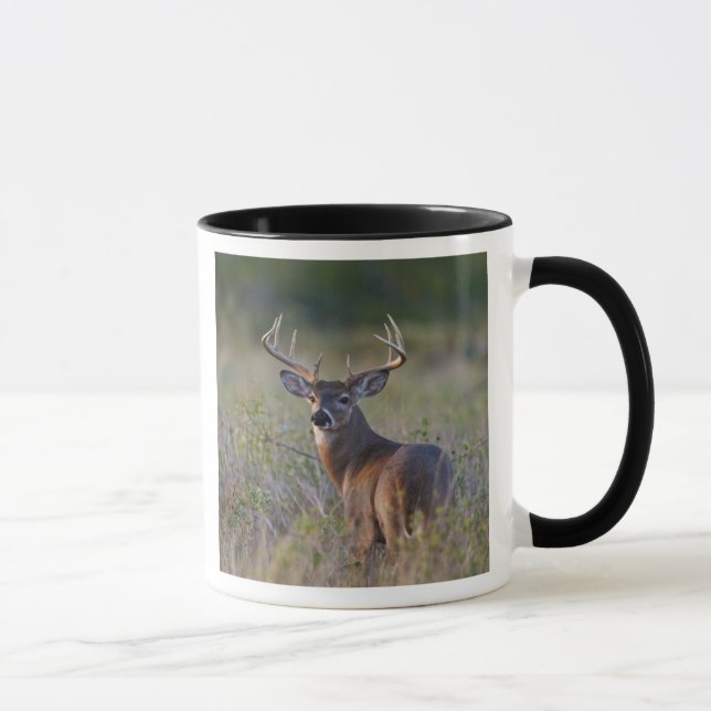 white-tailed deer Odocoileus virginianus Mug (Right)