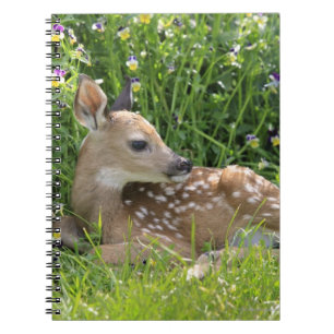 White-tailed Deer (Odocoileus virginianus) Notebook