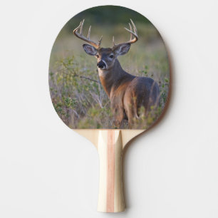 white-tailed deer Odocoileus virginianus Ping Pong Paddle