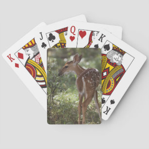 White-tailed Deer, Odocoileus virginianus Playing Cards