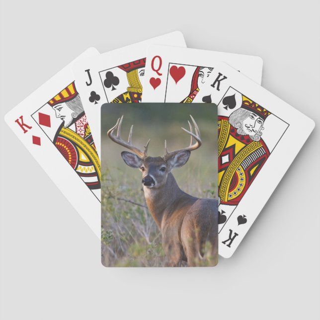 white-tailed deer Odocoileus virginianus Playing Cards (Back)