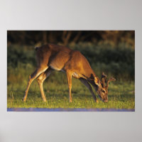 White-tailed Deer, Odocoileus virginianus
