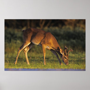 White-tailed Deer, Odocoileus virginianus Poster