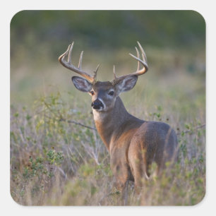 white-tailed deer Odocoileus virginianus Square Sticker