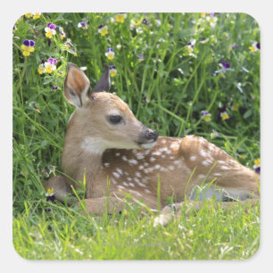 White-tailed deer (Odocoileus virginianus) Square Sticker