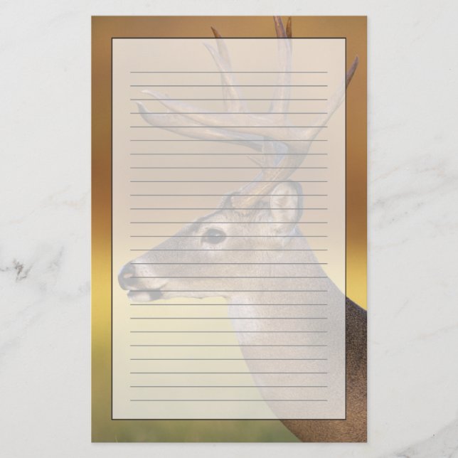 White-tailed Deer, Odocoileus virginianus, Stationery (Front)