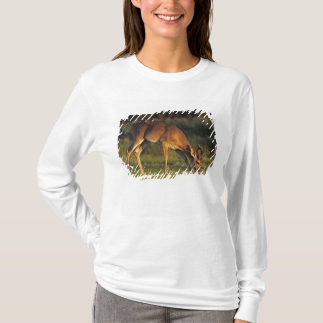 White-tailed Deer, Odocoileus virginianus T-Shirt (Front)