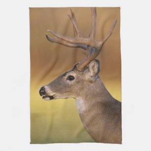 White-tailed Deer, Odocoileus virginianus, Tea Towel