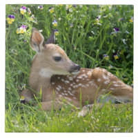 White-tailed deer (Odocoileus virginianus)
