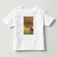 White-tailed Deer, Odocoileus virginianus,