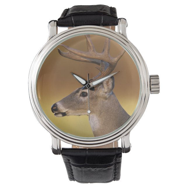 White-tailed Deer, Odocoileus virginianus, Watch (Front)