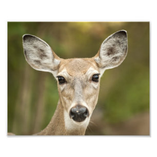 White Tailed Deer Photo Print
