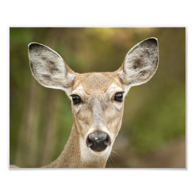 White Tailed Deer Photo Print (Front)
