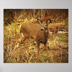 White Tailed Deer Poster
