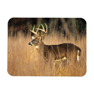 White-tailed Deer   Smoky Mountains Tennessee Magnet