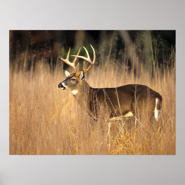 White-tailed Deer | Smoky Mountains Tennessee Poster (Front)