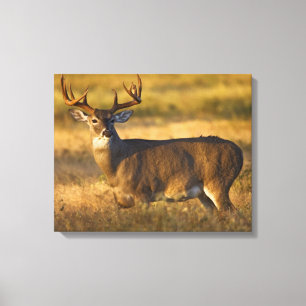 White-tailed Deer South Texas Canvas Print