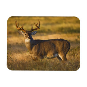 White-tailed Deer   South Texas Magnet