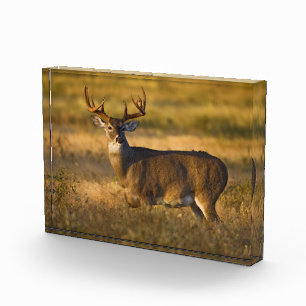 White-tailed Deer South Texas Photo Block