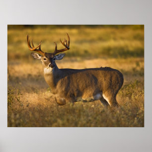 White-tailed Deer   South Texas Poster