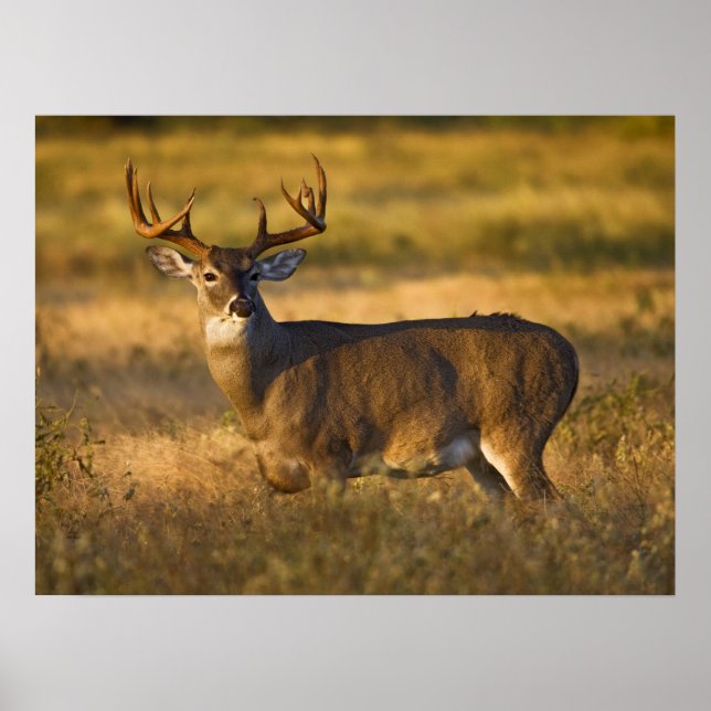 White-tailed Deer | South Texas Poster (Front)