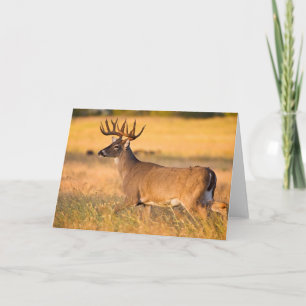 White-tailed Deer South TX Card