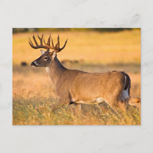White-tailed Deer South TX Postcard