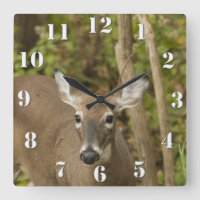 White Tailed Deer