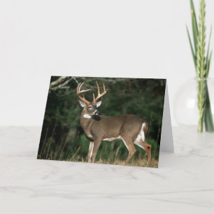 White-tailed Deer   Tennessee Card