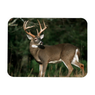 White-tailed Deer Tennessee Magnet