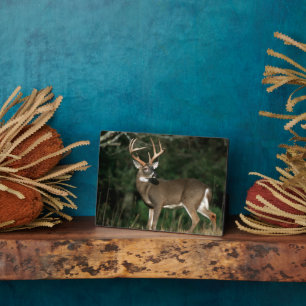 White-tailed Deer   Tennessee Plaque