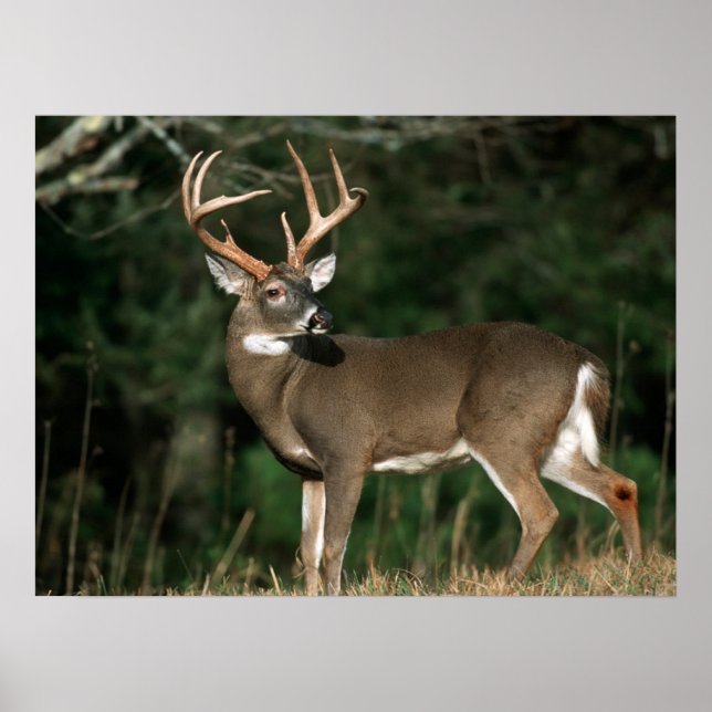 White-tailed Deer | Tennessee Poster (Front)